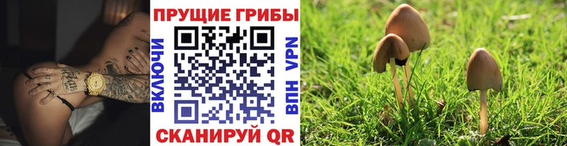маркетплейс как зайти  Кольчугино  Галлюциногенные грибы Psilocybine cubensis  хочу  